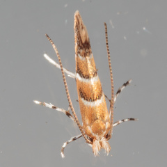 Lithocolletinae