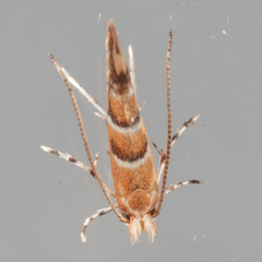 Lithocolletinae