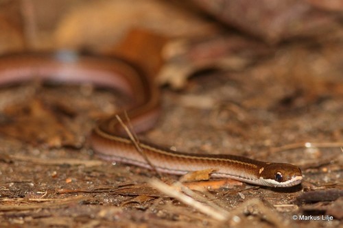 Slender Smooth Snake