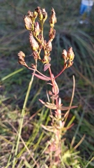 Hypericum elegans