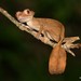 Satanic Leaf-tailed Gecko - Photo (c) markus lilje, some rights reserved (CC BY-NC-ND), uploaded by markus lilje