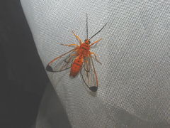 Isanthrene felderi