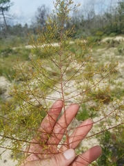 Lechea sessiliflora