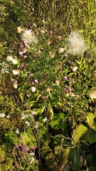 Cirsium arvense