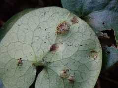 Puccinia asarina