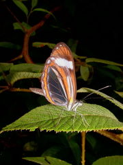 Dismorphia theucharila fortunata