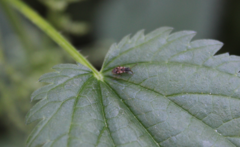 Scolopostethus affinis