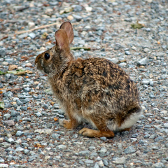 Sylvilagus obscurus