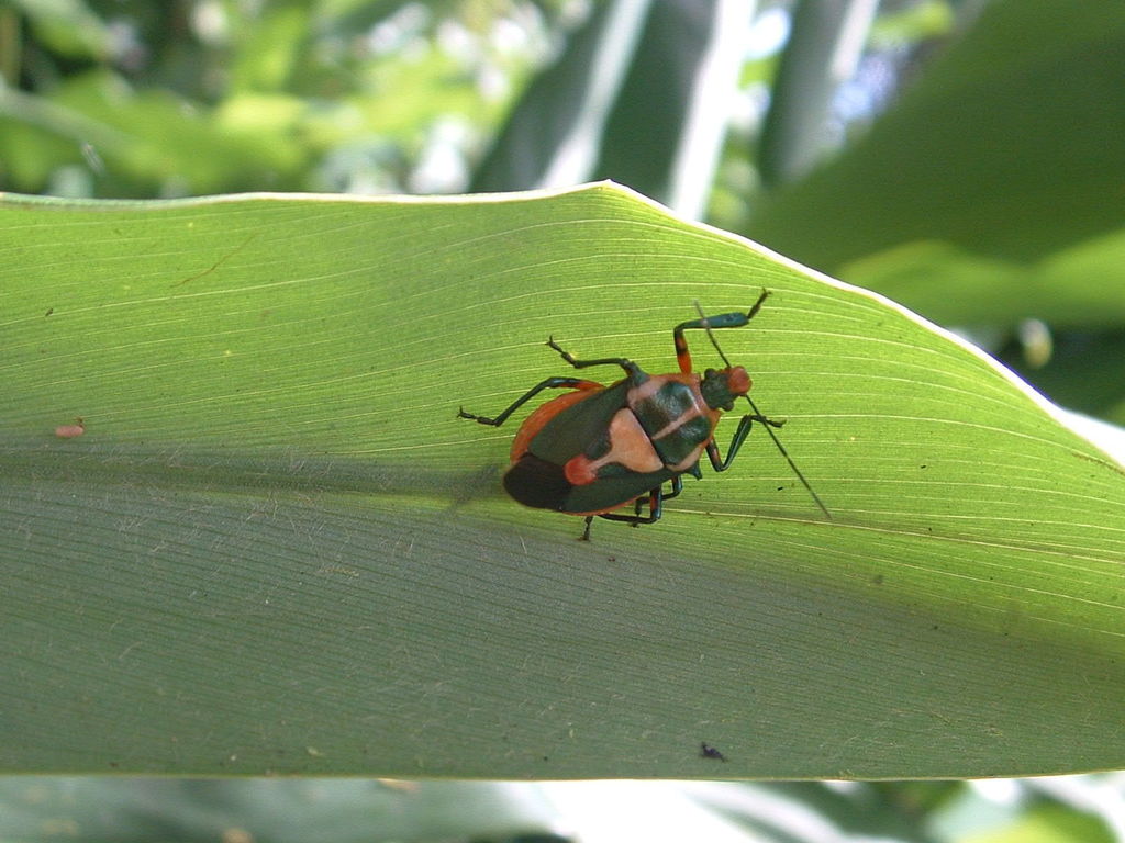 Florida Predatory Stink Bug From Granada Nicaragua On November 1 2003 florida-predatory-stink-bug-from-granada-nicaragua-on-november-1-2003