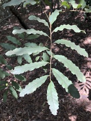 Cupaniopsis tomentella