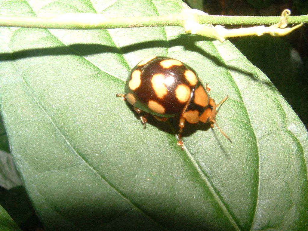 Platyphora decorata