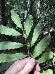 Cupaniopsis tomentella