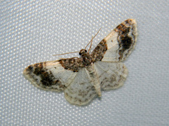Hydrelia condensata