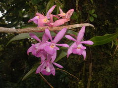 Epidendrum pansamalae