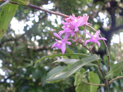 Epidendrum pansamalae
