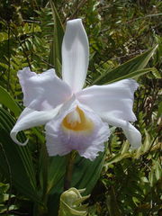 Sobralia warszewiczii