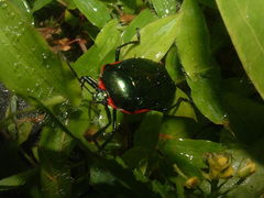 Rhyssocephala