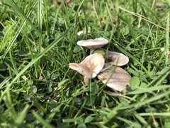 Calocybe