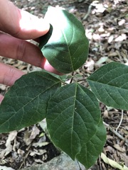 Clerodendrum tomentosum