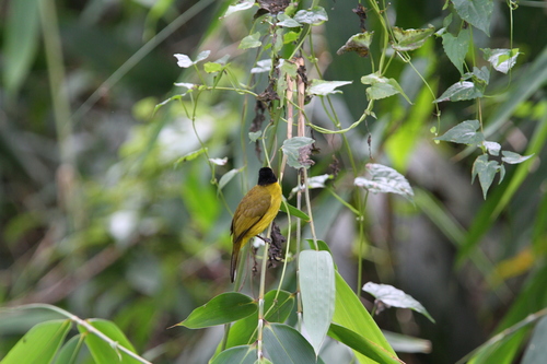 Black-capped Bulbul (Rubigula melanictera), photo 2