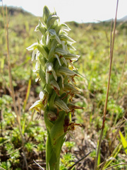 Brachystele unilateralis