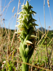 Brachystele unilateralis