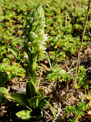 Brachystele unilateralis