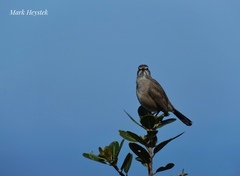 Cercotrichas coryphoeus coryphoeus