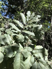 Cupaniopsis tomentella