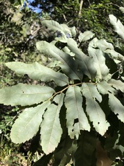 Cupaniopsis tomentella