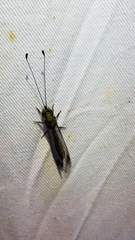 Ululodes quadripunctatus