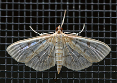 Herpetogramma theseusalis