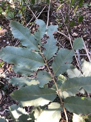 Cupaniopsis tomentella