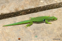 Phelsuma quadriocellata