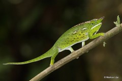 Furcifer willsii