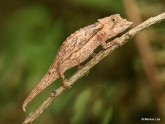 Palleon nasus
