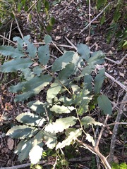 Cupaniopsis tomentella