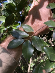 Bridelia leichhardtii