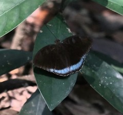 Tanaecia whiteheadi