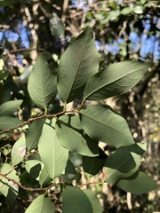 Bridelia leichhardtii