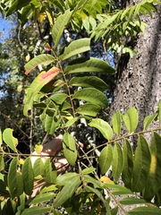Ailanthus triphysa
