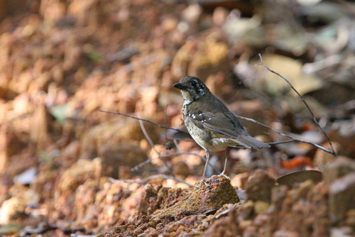 Spot-winged Thrush (Geokichla spiloptera), photo 2