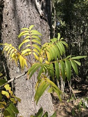 Ailanthus triphysa