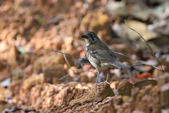Geokichla spiloptera