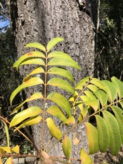 Ailanthus triphysa