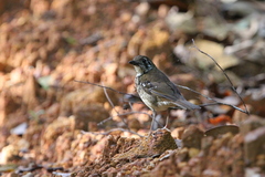 Geokichla spiloptera