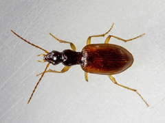 Oxypselaphus obscurus