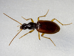 Oxypselaphus obscurus