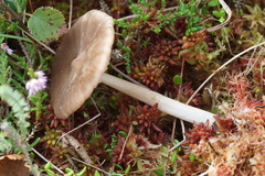 Entoloma elodes