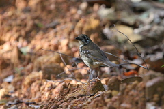 Geokichla spiloptera